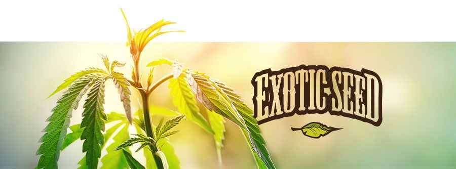 Exotic Seed - Graines De Cannabis Exotic Seed - Graines De Cannabis