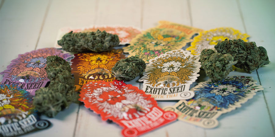 Qui Sont Exotic Seed ? Qui Sont Exotic Seed ?