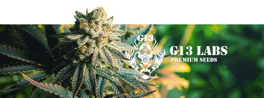 G13 Labs -  graines de cannabis