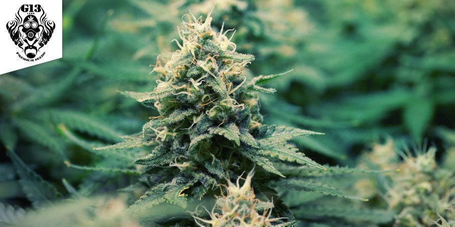 Pineapple Express - G13 Labs