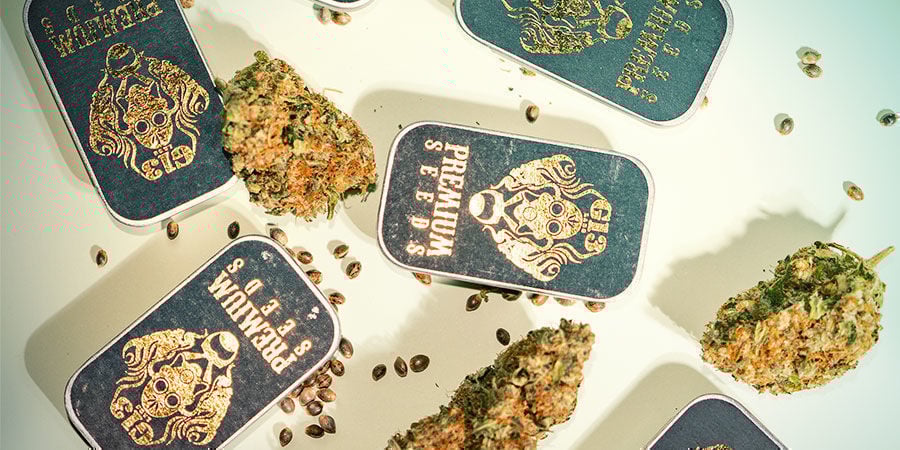 Pourquoi acheter du G13 Labs ?