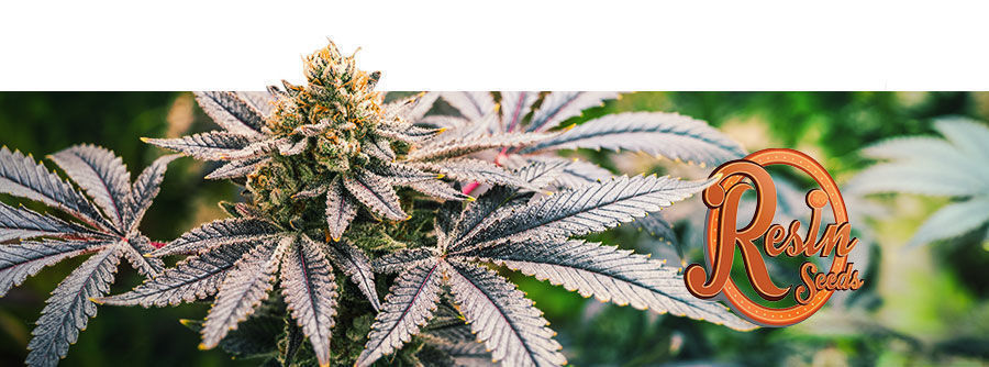 Resin Seeds - Graines de cannabis