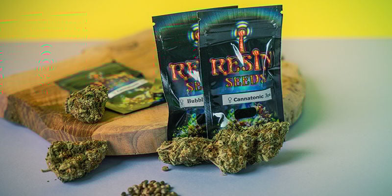 Resin Seeds : Graines De Cannabis Uniquement Féminisée Resin Seeds : Graines Cannabis Féminisée