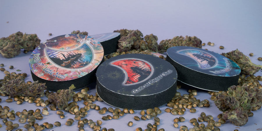 Comment Les Graines De GeneSeeds Sont-Elles Emballées ? Graines GeneSeeds Emballées