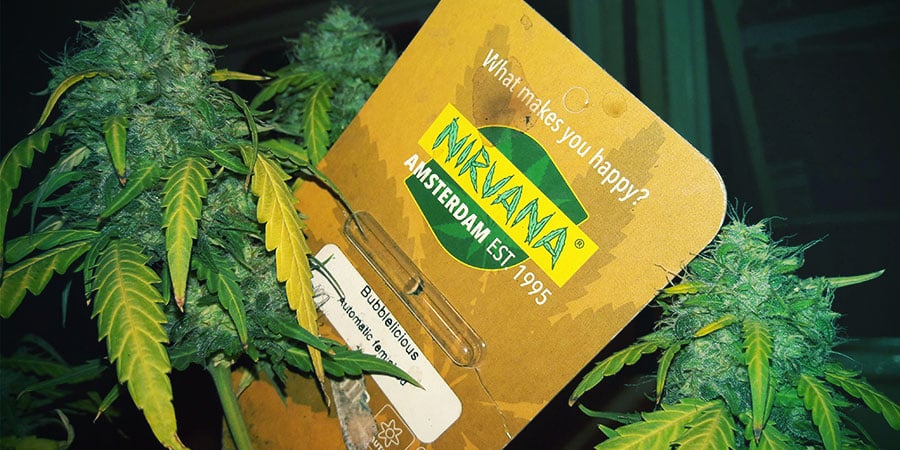 Emballages De Nirvana Seeds Emballages De Nirvana Seeds