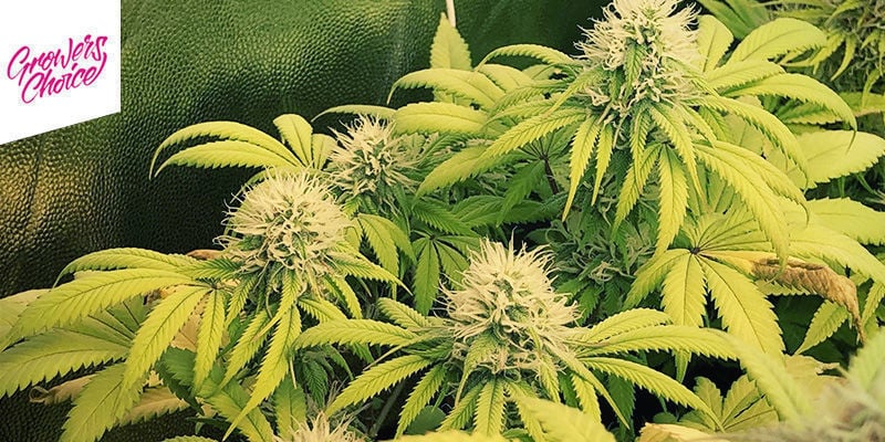 Banana Sherbet - Growers Choice Banana Sherbet - Growers Choice