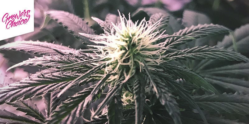 White Fire OG - Growers Choice White Fire OG - Growers Choice