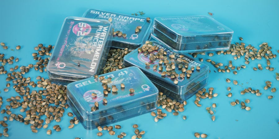 Les 3 Meilleures Variétés De Growers Choice 3 Meilleures Variétés Cannabis Growers Choice