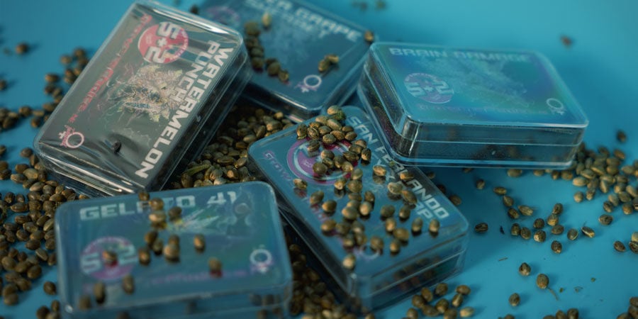 Où Puis-Je Acheter Des Graines De Growers Choice ? Acheter Graines De Growers Choice