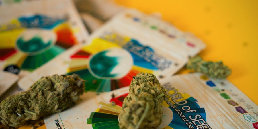 Quelles Sont Les Meilleures Variétés De World Of Seeds ? Quelles Sont Les Meilleures Variétés De World Of Seeds ?