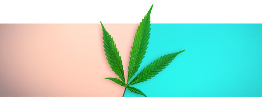 les graines de cannabis régulières