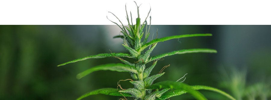 Variétés De Cannabis Classiques