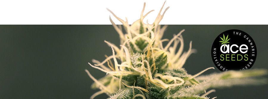 Informations À Propos D'a.c.e. Seeds Informations À Propos D'a.c.e. Seeds