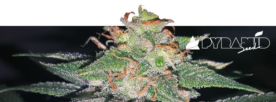 Information De Pyramid Seeds Information De Pyramid Seeds