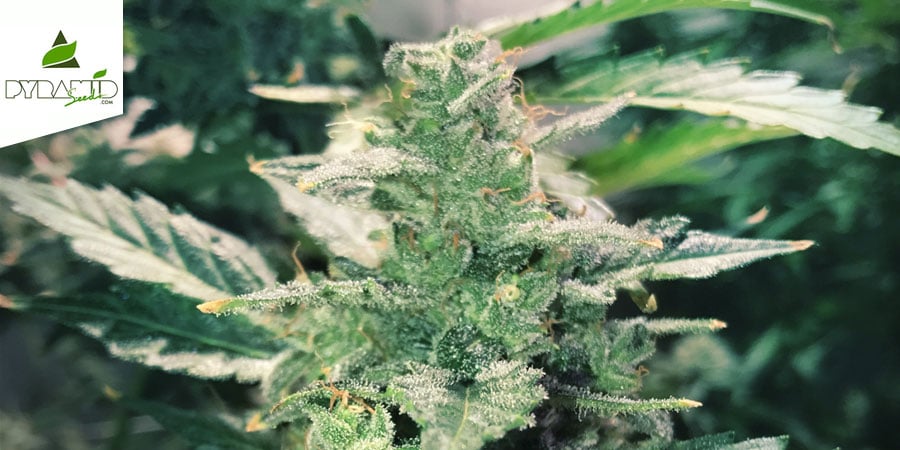 Auto Anesthesia (Pyramid Seeds) Féminisée