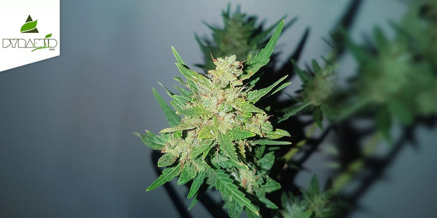 Auto Nefertiti (Pyramid Seeds) Féminisée
