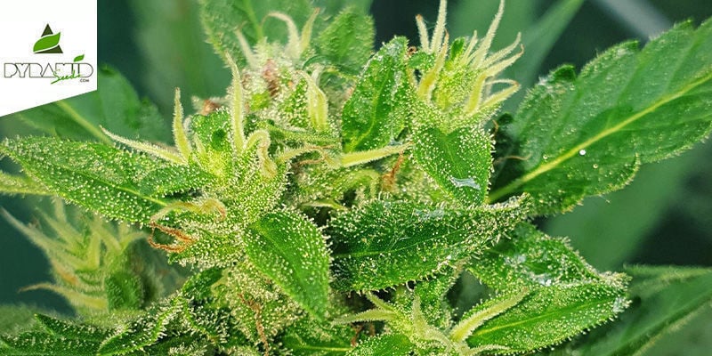 Auto Super Hash (Pyramid Seeds) Féminisée