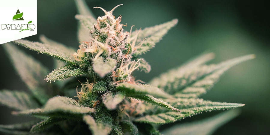 Super Hash (Pyramid Seeds) Féminisée