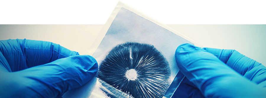D’empreintes De Spores D’empreintes De Spores