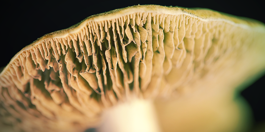 Faire Une Empreinte De Spores Chez Soi Faire Une Empreinte De Spores Chez Soi