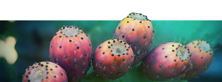 Le Guide Ultime Du Cactus à Mescaline Le Guide Ultime Du Cactus à Mescaline