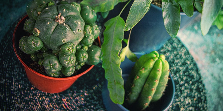 DIFFÉRENTES ESPÈCES DE CACTUS À MESCALINE