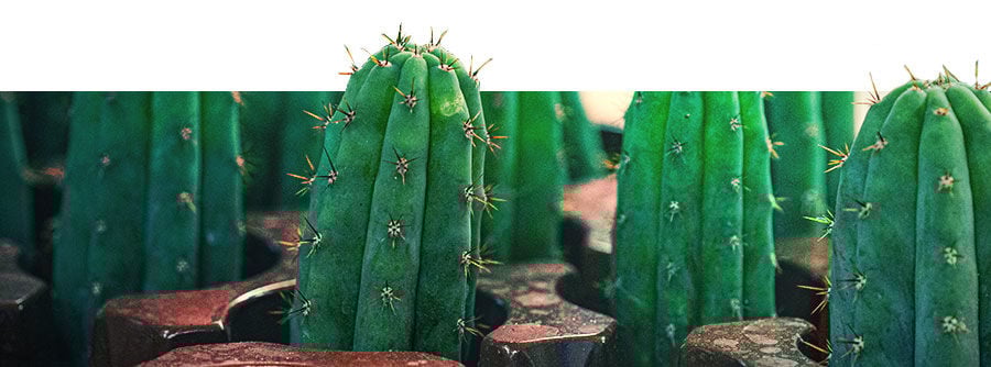 Informations Sur Les Cactus À Mescaline Informations Sur Les Cactus À Mescaline