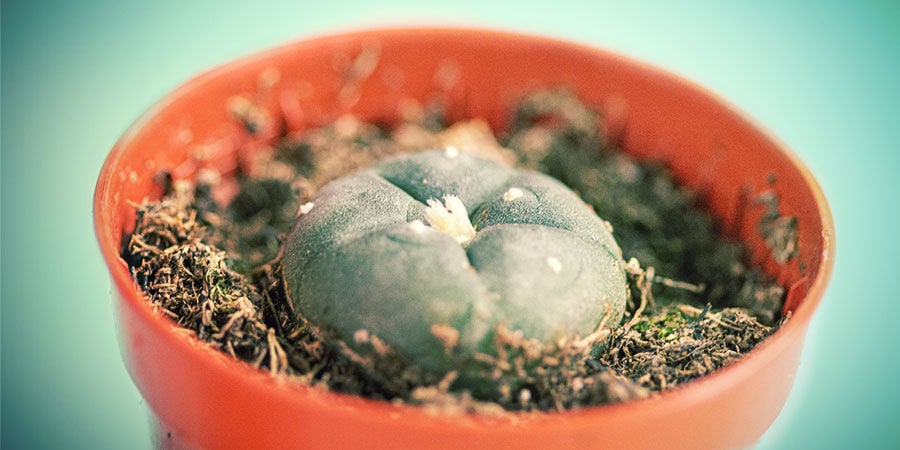 Comment Acheter Des Cactus À Mescaline COMMENT ACHETER DES CACTUS À MESCALINE