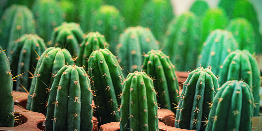 Le Guide Facile Pour Cultiver Les Boutures D'un Cactus Mescaline 