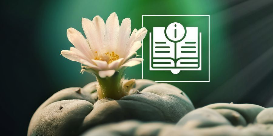 Le Guide Ultime Du Cactus à Mescaline