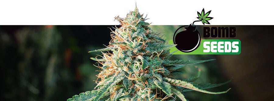 Informations À Propos De Bomb Seeds