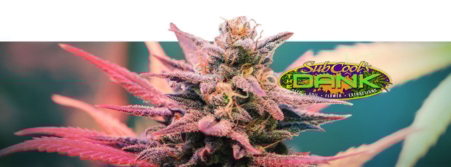 Information de The Dank Seeds Information de The Dank Seeds