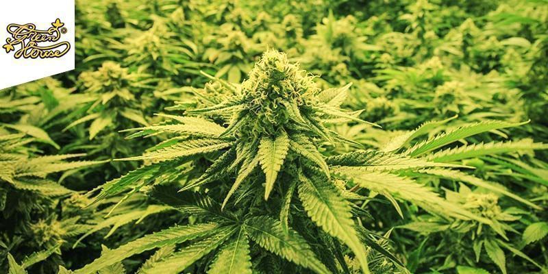 White Widow (Greenhouse Seeds)