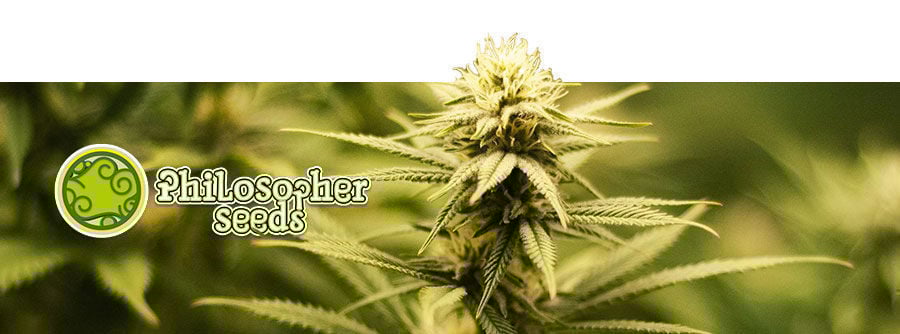 Informations Sur Philosopher Seeds Informations Sur Philosopher Seeds