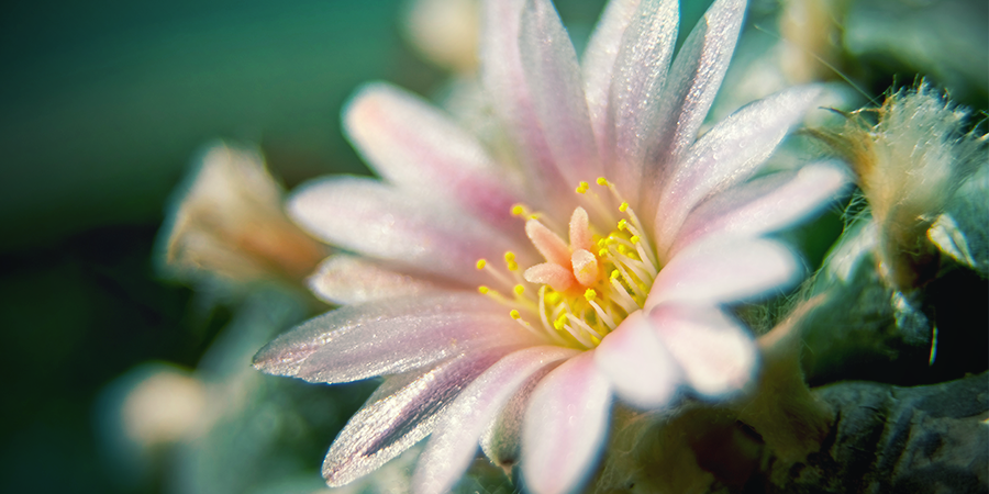 Cactus À Mescaline