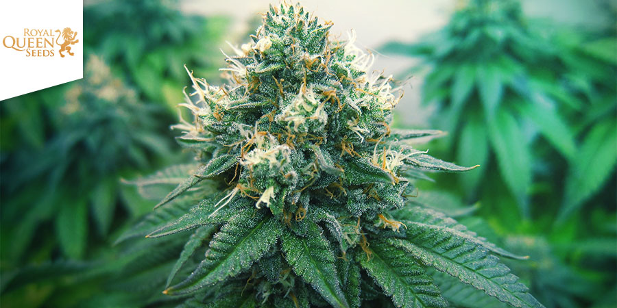 Euphoria (Royal Queen Seeds)