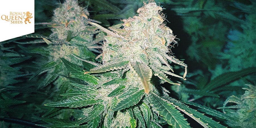 White Widow (Royal Queen Seeds)