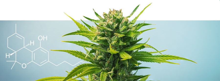 Un Guide Des Variétés Riches En THC Un guide des variétés riches en THC
