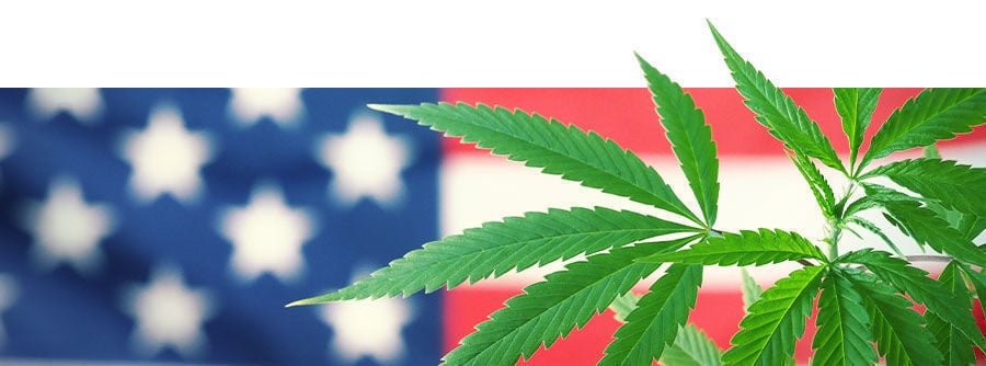 cannabis américain