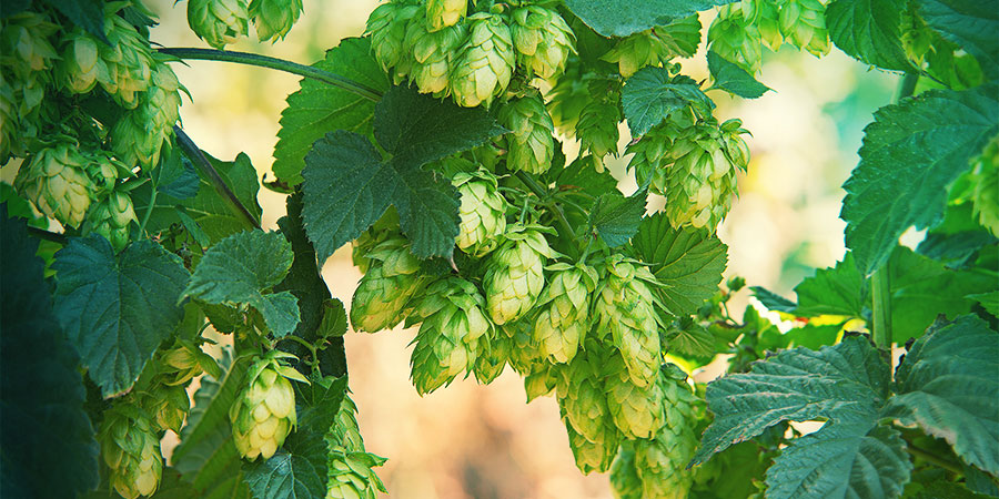 Houblon pour la bière