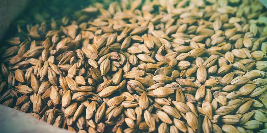 Différents types de malt Différents types de malt