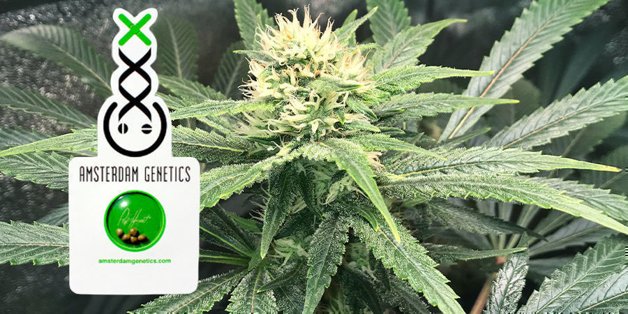 Emballage De Amsterdam Genetics Emballage De Amsterdam Genetics
