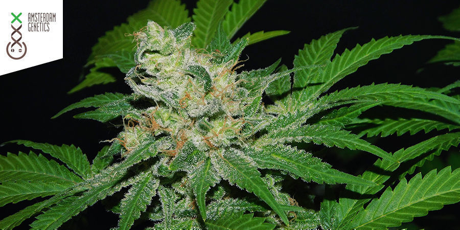 AK-OG Kush (Amsterdam Genetics)