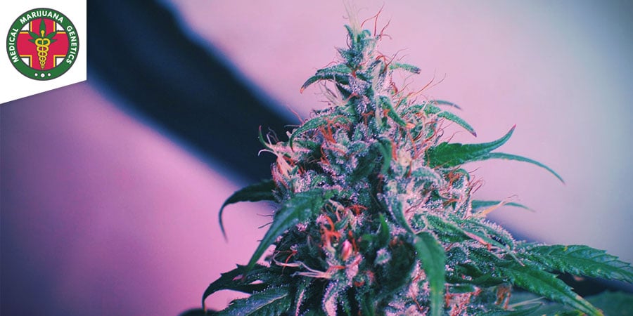 Candida (Medical Marijuana Genetics)