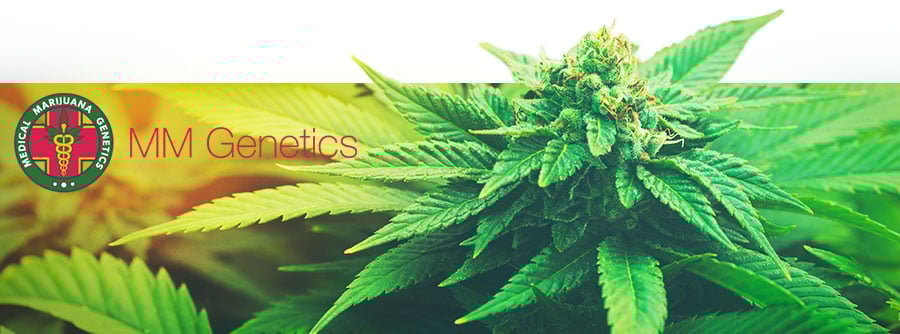 Information de Medical Marijuana Genetics Information de Medical Marijuana Genetics