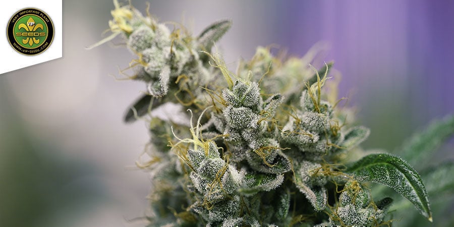 Atlant CBD De VIP Seeds Atlant CBD De VIP Seeds