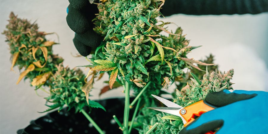 Variétés Riches En CBD Vs Variétés Riches En THC Variétés Riches En CBD Vs Variétés Riches En THC