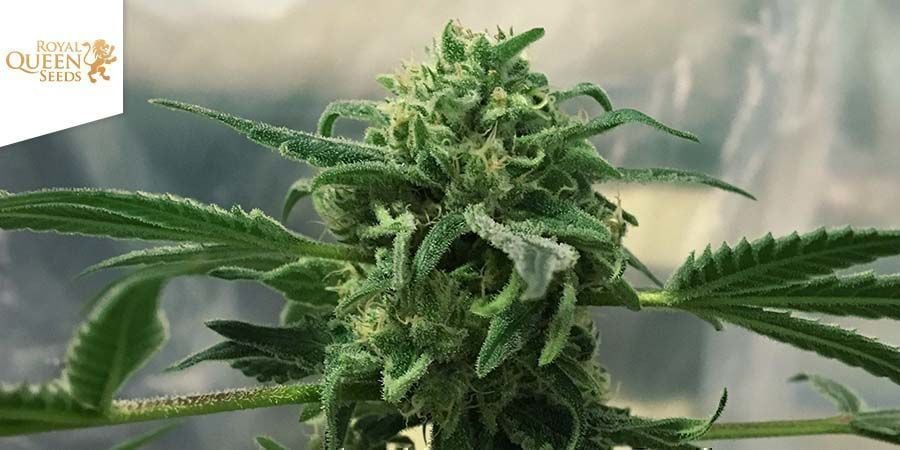 Royal Highness De Royal Queen Seeds Royal Highness De Royal Queen Seeds