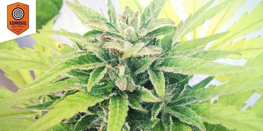 Swiss Dream Auto CBD De Kannabia Seeds Swiss Dream Auto CBD De Kannabia Seeds