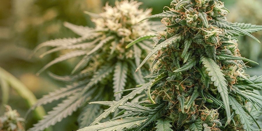 Qu’Est-Ce Qui Est Considéré Comme Une Variété Riche En CBD ? Qu’Est-Ce Qui Est Considéré Comme Une Variété Riche En CBD ?